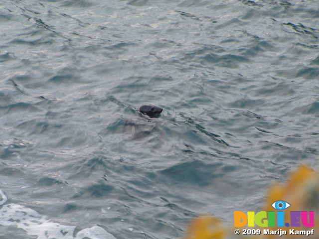 SX07438 Grey Seal (Halichoerus grypus) in Tintagel Haven